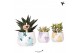 Succulenten mix Kolibri Greens Succulenten mix in Coral pot mix1 pp 