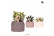 Succulenten mix Kolibri Greens Succulenten mix in Hieroglyph pot mix1  