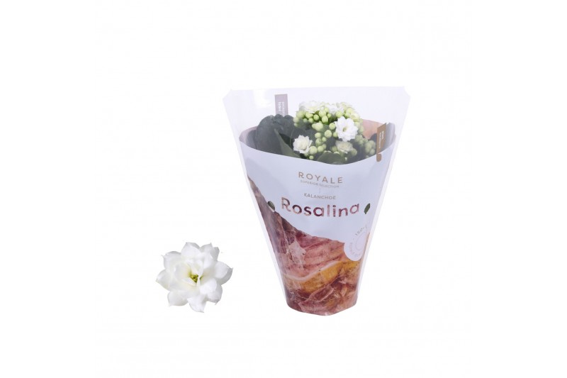 Kalanchoe rosalina wit royale Royale Dione wit 