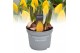 Tulipa Tulp Yellow Flair 5 per pot 