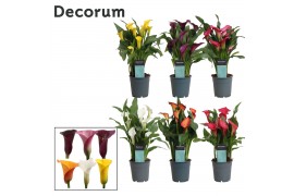 Zantedeschia mix Zantedeschia (Calla) Mix (Decorum)4 bl.