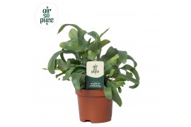 Phlebodium blue star Phlebodium Blue Star - Air So Pure