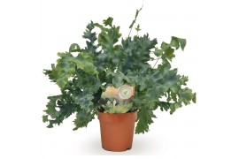 Phlebodium aureum davana