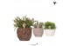Rhipsalis mix Kolibri Greens Rhipsalis mix in Rope pot mix1 pp 