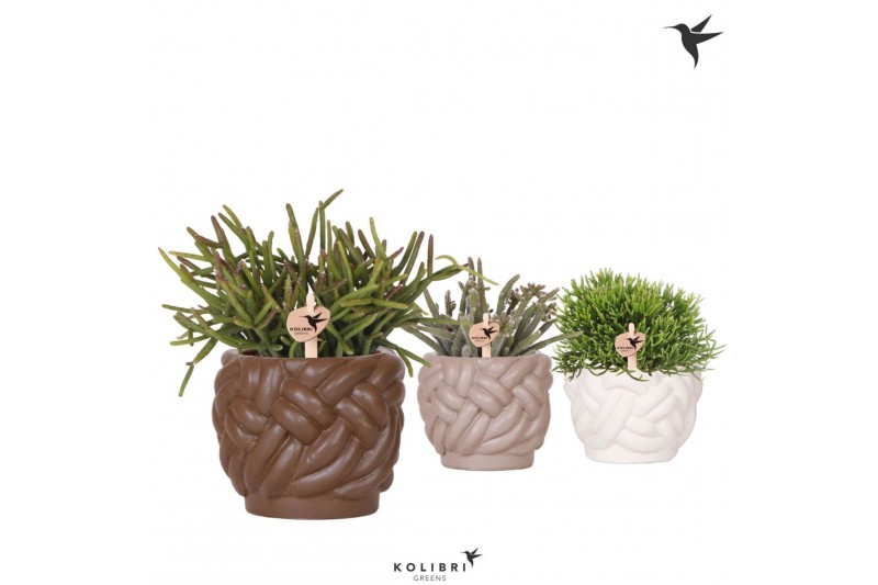 Rhipsalis mix Kolibri Greens Rhipsalis mix in Rope pot mix1 pp 