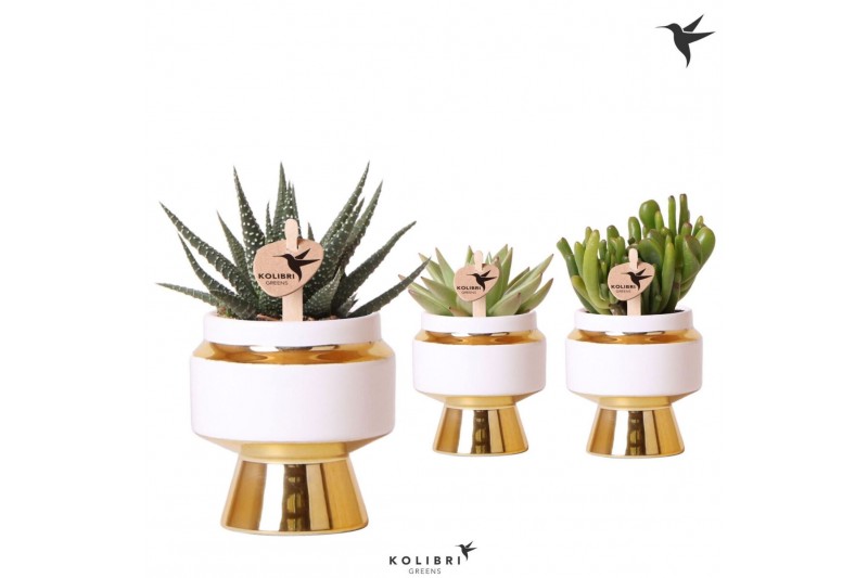 Succulenten mix Kolibri Greens Succulenten mix in Le Chic pot gold1 pp 