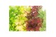 Acer palmatum Acer palm. diverse mix1 pp 200 gram 4 kleuren per kar 