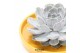 Arrangementen succulenten ROOTLESS Echeveria, Yellow bowl 1 pp 