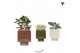 Succulenten mix Kolibri Greens Succulent mix in Cube pot mix1 pp  cm d 