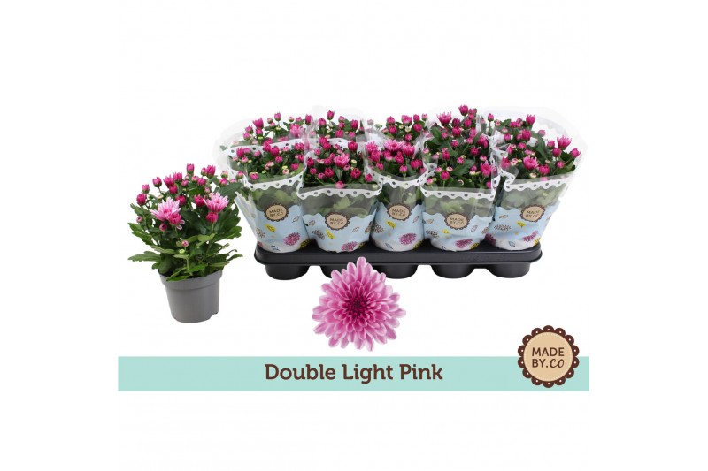 Chrysanthemum ind. dynamic Chrysant Double Light Pink3 pp 