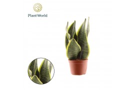 Sansevieria trifasciata futura superba Sansevieria Futura Superba 2 PP