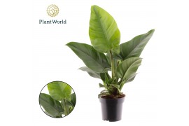 Philodendron imperial green Philodendron Imperial Green 1 pp