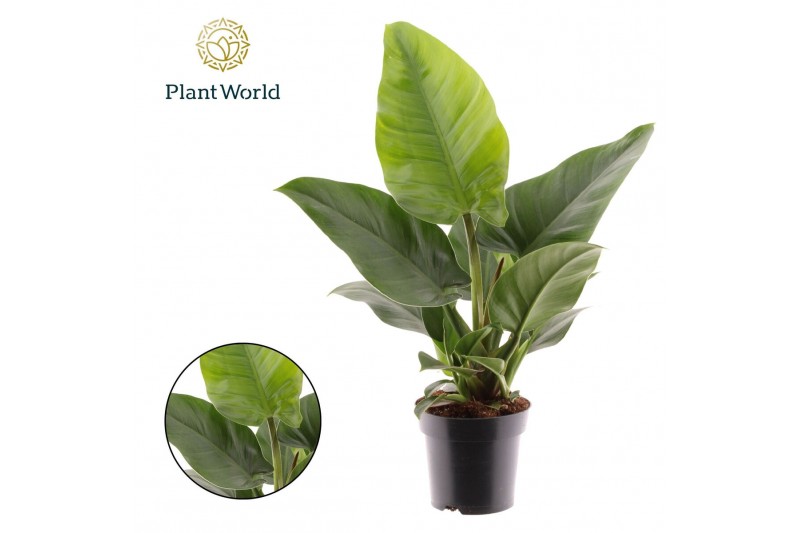 Philodendron imperial green Philodendron Imperial Green 1 pp 