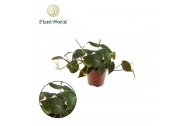 Philodendron scandens subsp. micans Philodendron scandens Micans 10 - 