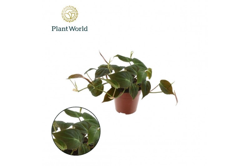 Philodendron scandens subsp. micans Philodendron scandens Micans 10 -  