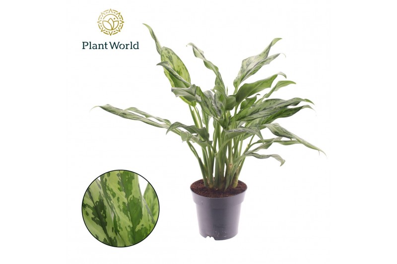 Aglaonema Aglaonema Juliette 2 pp 