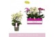 Phalaenopsis multiflora mix Bellissimo Mix100 bl. 4 tak/plnt 2000 gram 
