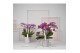 Phalaenopsis multiflora mix Bellissimo Mix100 bl. 4 tak/plnt 2000 gram 