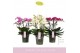 Phalaenopsis multiflora mix Bellissimo Mix100 bl. 4 tak/plnt 2000 gram 