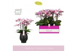 Phalaenopsis multiflora roze Bellissimo Angelo in Abruzzo Black Aquo10