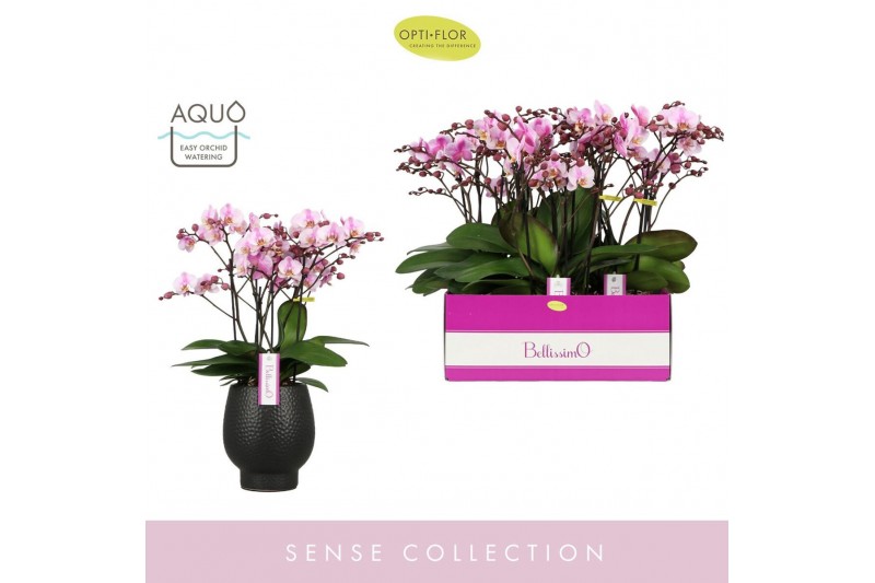 Phalaenopsis multiflora roze Bellissimo Angelo in Abruzzo Black Aquo10 