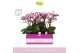 Phalaenopsis multiflora roze Bellissimo Angelo in Abruzzo Black Aquo10 