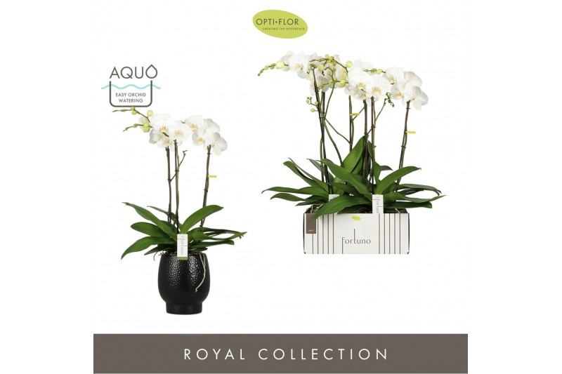 Phalaenopsis wit Fortuno Largo 3 spike in Abruzzo Black Aquo18 bl. 3 t 