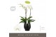 Phalaenopsis wit Fortuno Largo 3 spike in Abruzzo Black Aquo18 bl. 3 t 