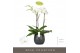 Phalaenopsis wit Fortuno Largo 3 spike in Esra Graphite18 bl. 3 tak/pl 