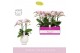 Phalaenopsis multiflora roze Bellissimo Adora in Abruzzo White Aquo100 