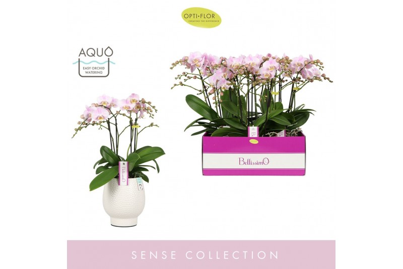 Phalaenopsis multiflora roze Bellissimo Adora in Abruzzo White Aquo100 