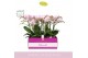 Phalaenopsis multiflora roze Bellissimo Adora in Abruzzo White Aquo100 