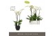 Phalaenopsis wit Fortuno Largo 3 spike in Emilia Dark Brown Aquo 18 bl 