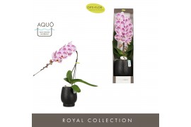 Phalaenopsis paars Formidablo Iguazu Falls in Abruzzo Black Aquo Showd