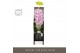 Phalaenopsis paars Formidablo Iguazu Falls in Abruzzo Black Aquo Showd 