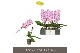 Phalaenopsis paars Formidablo Iguazu Falls12 bl. 1 tak/plnt