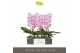 Phalaenopsis paars Formidablo Iguazu Falls12 bl. 1 tak/plnt 