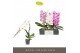 Phalaenopsis mix Formidablo Mix12 bl. 1 tak/plnt 