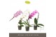 Phalaenopsis mix Formidablo Mix12 bl. 1 tak/plnt 