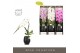 Phalaenopsis mix Formidablo Mix in Abruzzo Black Aquo Showdoos12 bl. 1 