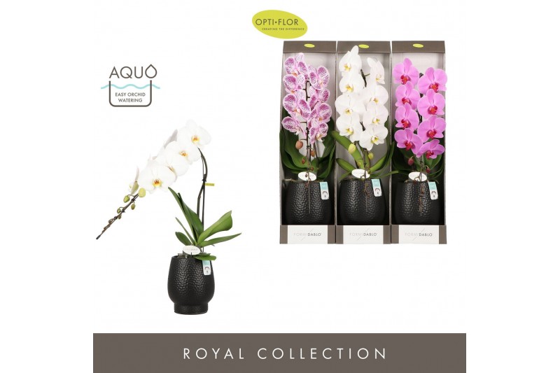 Phalaenopsis mix Formidablo Mix in Abruzzo Black Aquo Showdoos12 bl. 1 
