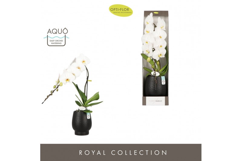 Phalaenopsis wit Formidablo Niagara Falls in Abruzzo Black Aquo Showdo 