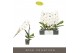 Phalaenopsis wit Formidablo Niagara Falls12 bl. 1 tak/plnt 