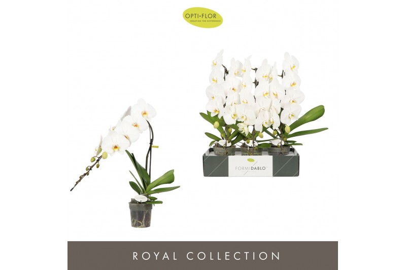 Phalaenopsis wit Formidablo Niagara Falls12 bl. 1 tak/plnt 
