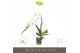 Phalaenopsis wit Formidablo Niagara Falls12 bl. 1 tak/plnt 