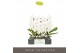 Phalaenopsis wit Formidablo Niagara Falls12 bl. 1 tak/plnt 