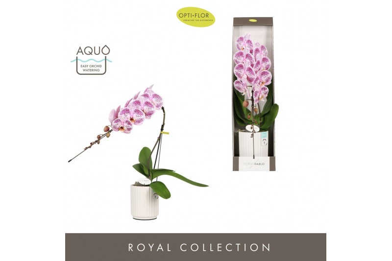 Phalaenopsis paars Formidablo Iguazu Falls in Molise White Aquo Showdo 