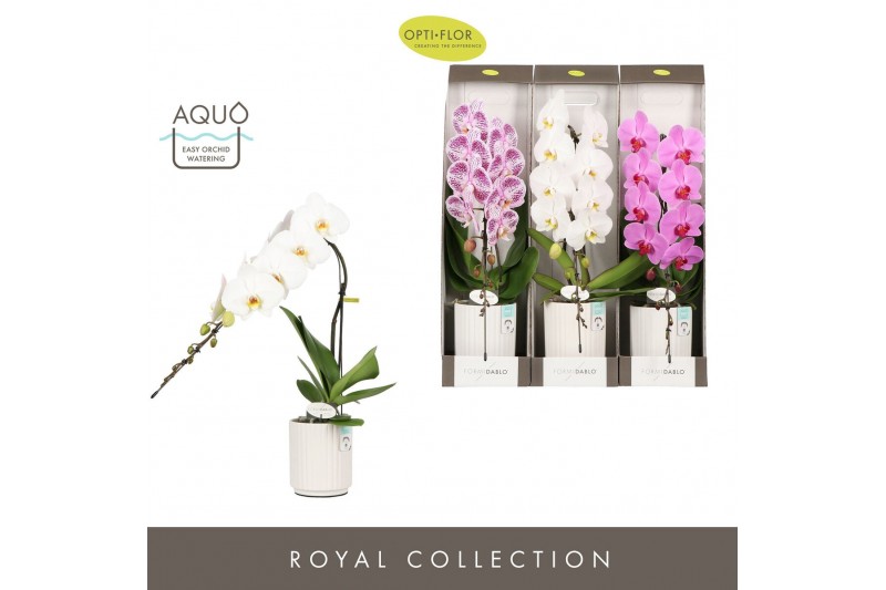 Phalaenopsis mix Formidablo Mix in Molise White Aquo Showdoos 12 bl. 1 