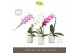 Phalaenopsis mix Formidablo Mix in Molise White Aquo Showdoos 12 bl. 1 