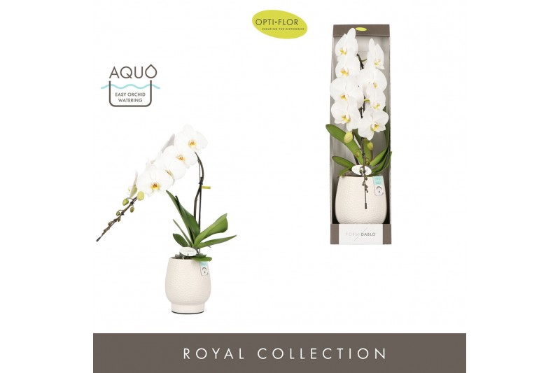 Phalaenopsis wit Formidablo Niagara Falls in Abruzzo White Aquo Showdo 